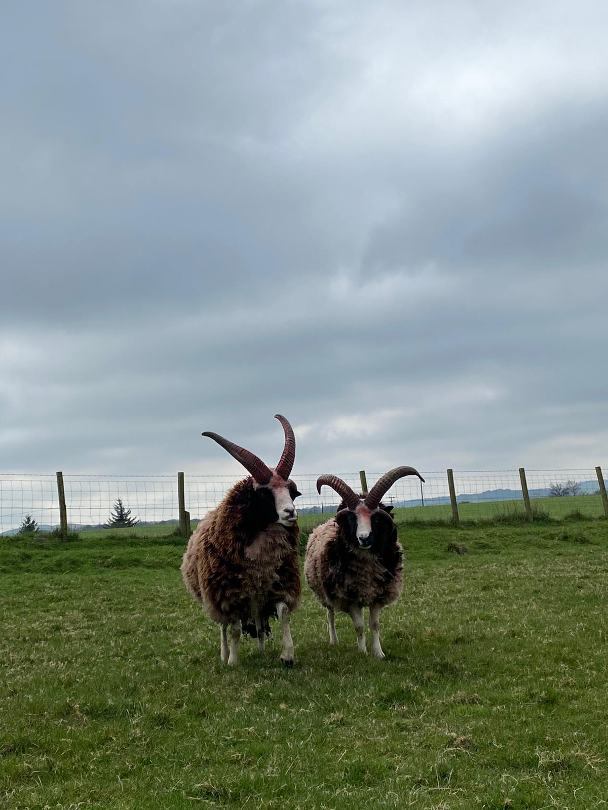 Jacob Sheep