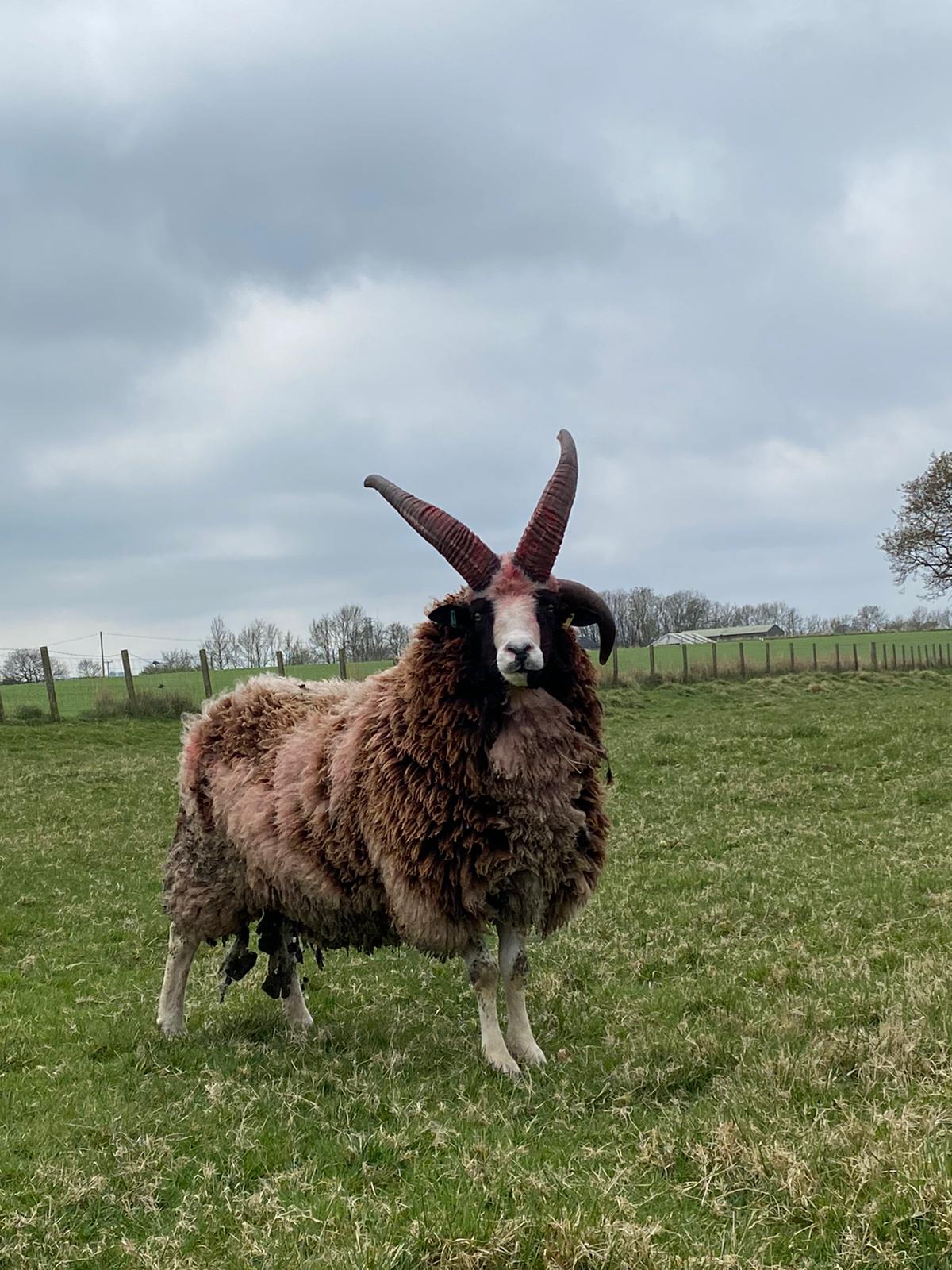 Jacob Sheep