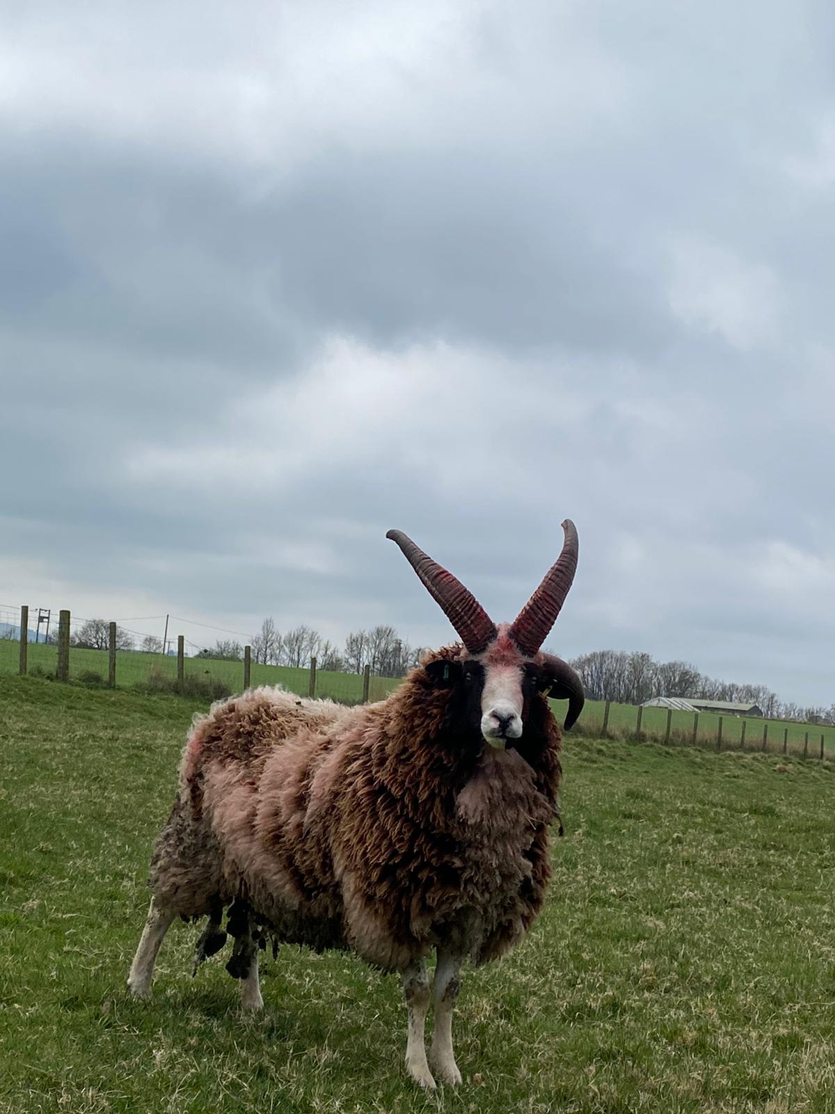 Jacob Sheep