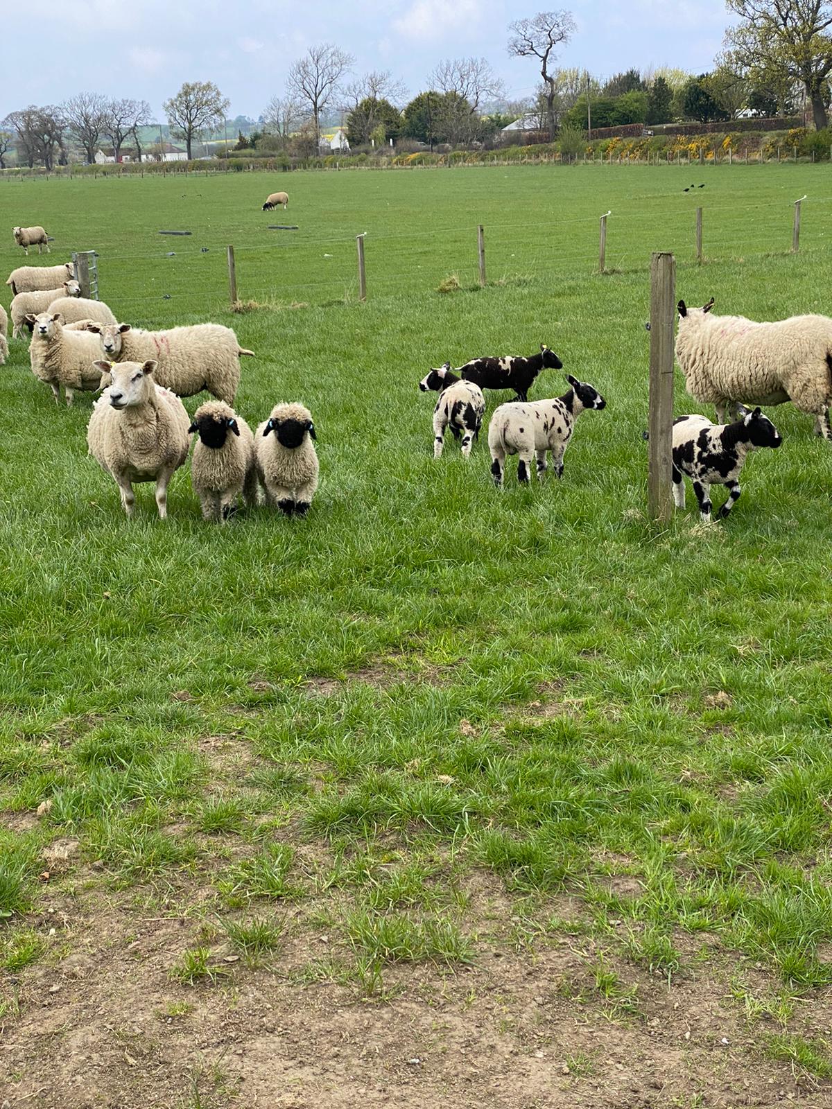 Texel Sheep