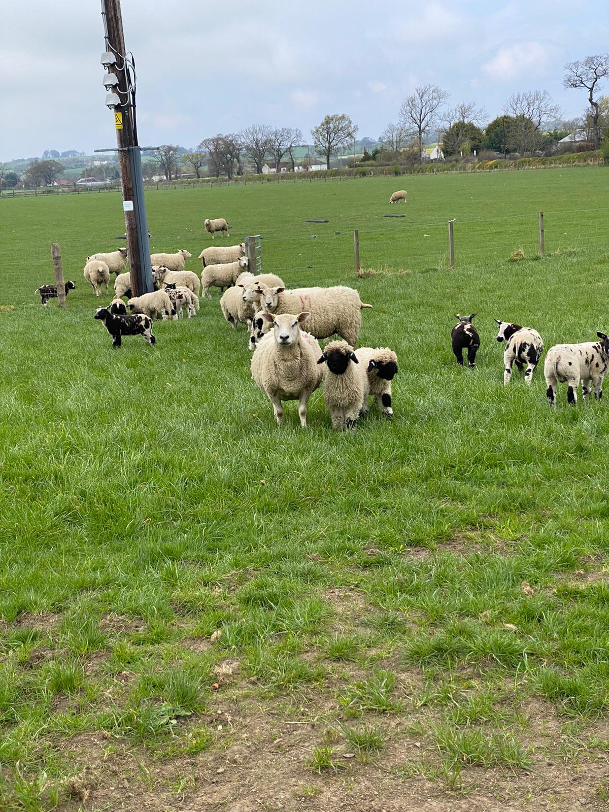 Texel Sheep