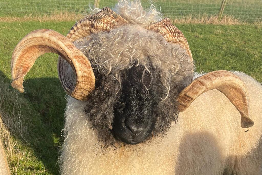 Valais Sheep