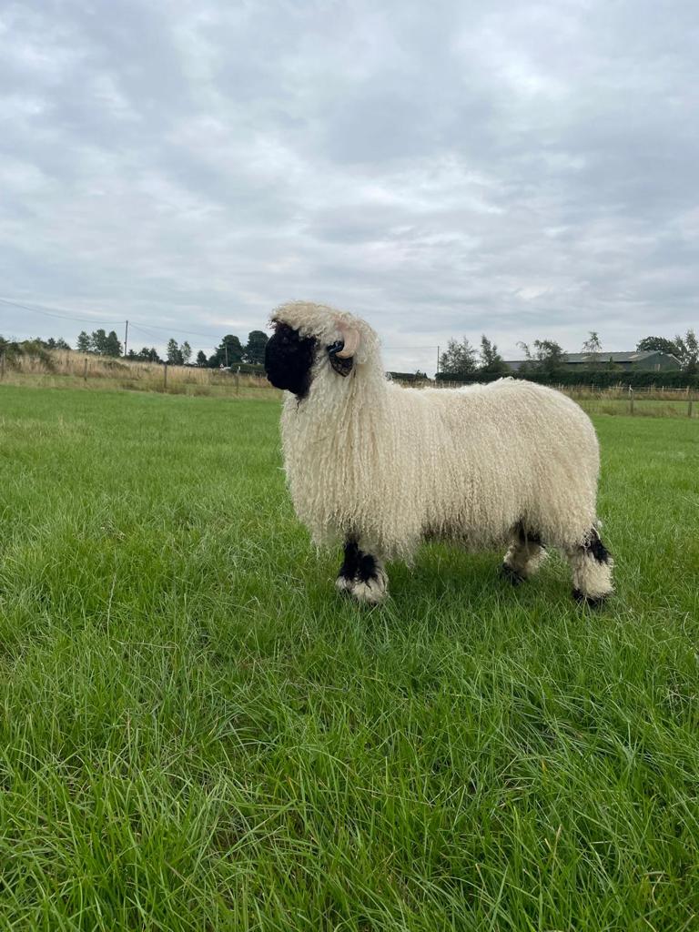 Valais Sheep