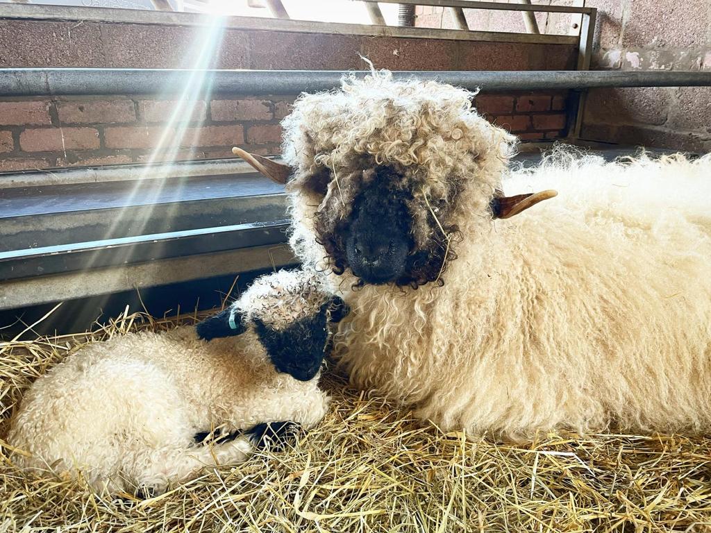 Valais Sheep