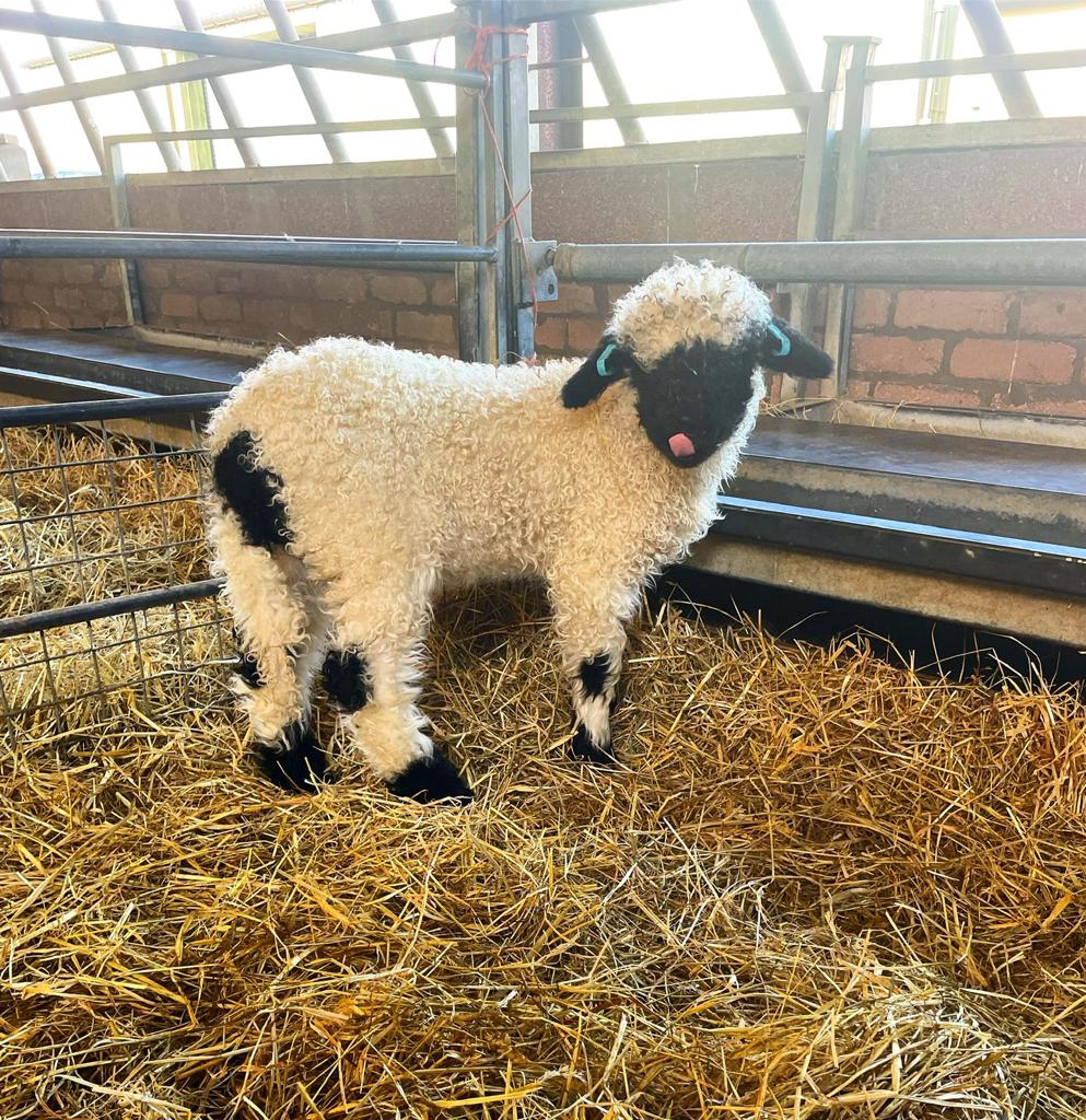 Valais Sheep