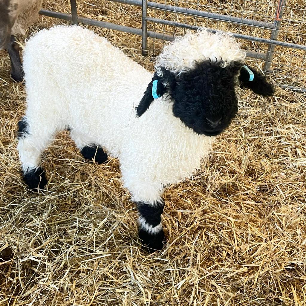 Valais Sheep
