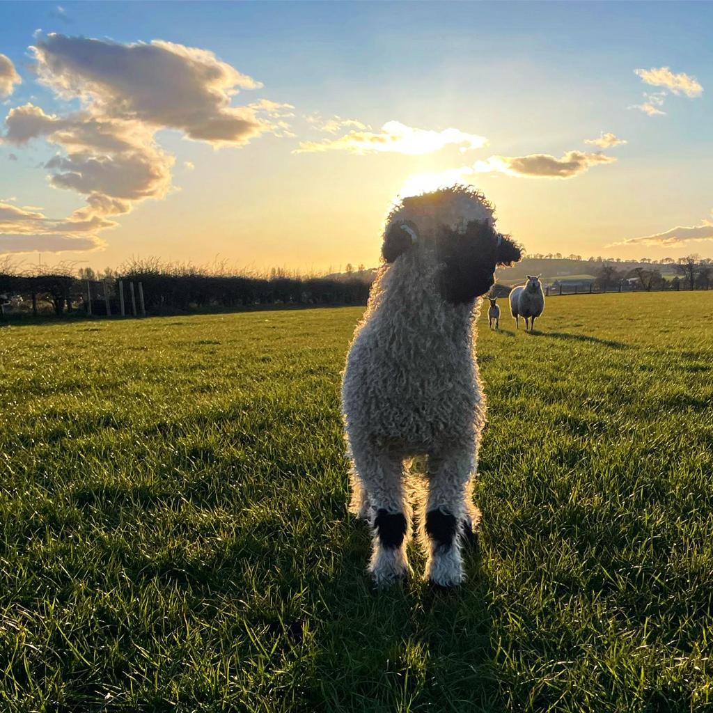 Valais Sheep