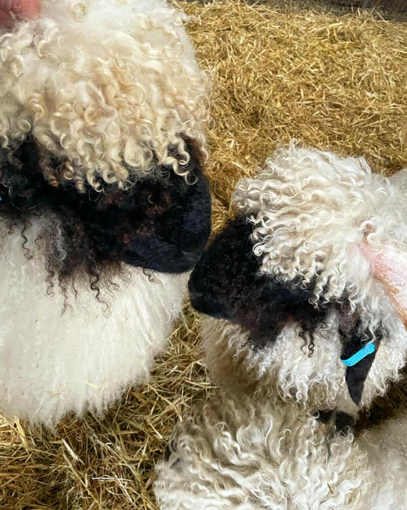 Valais Sheep