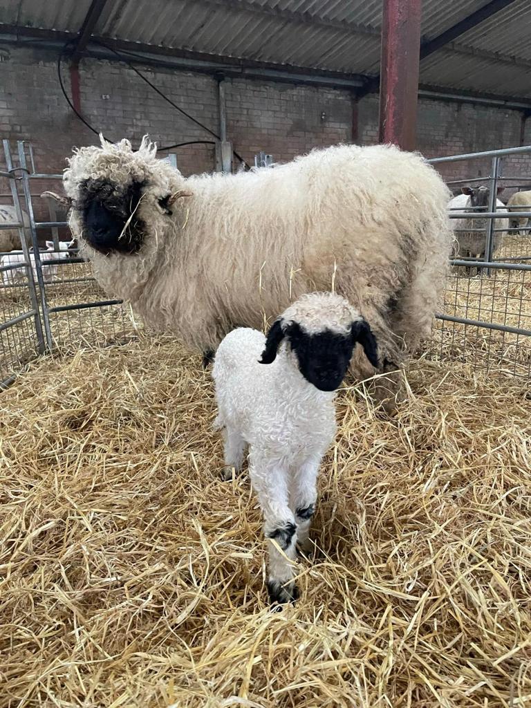 Valais Sheep