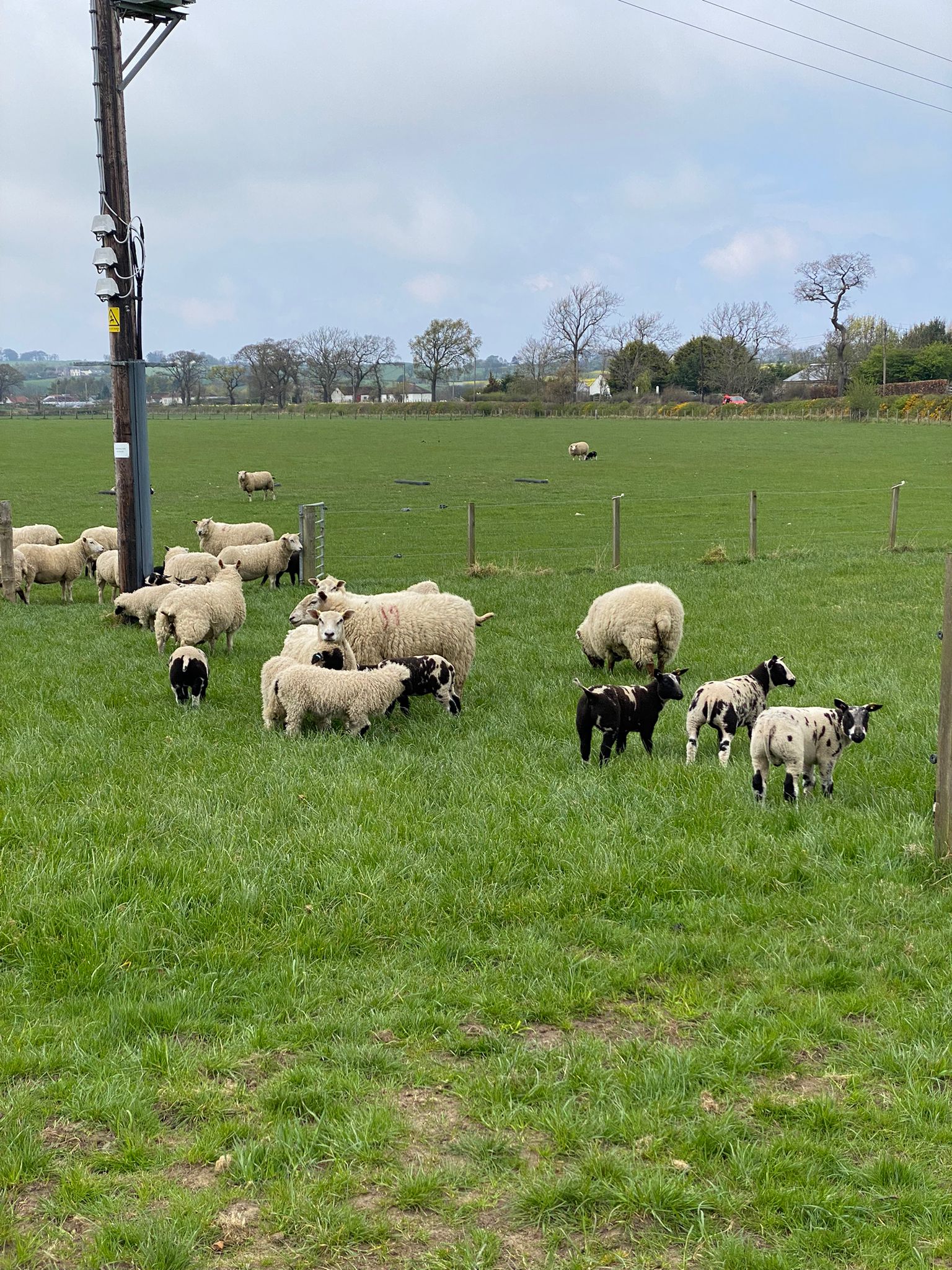 Texel Sheep