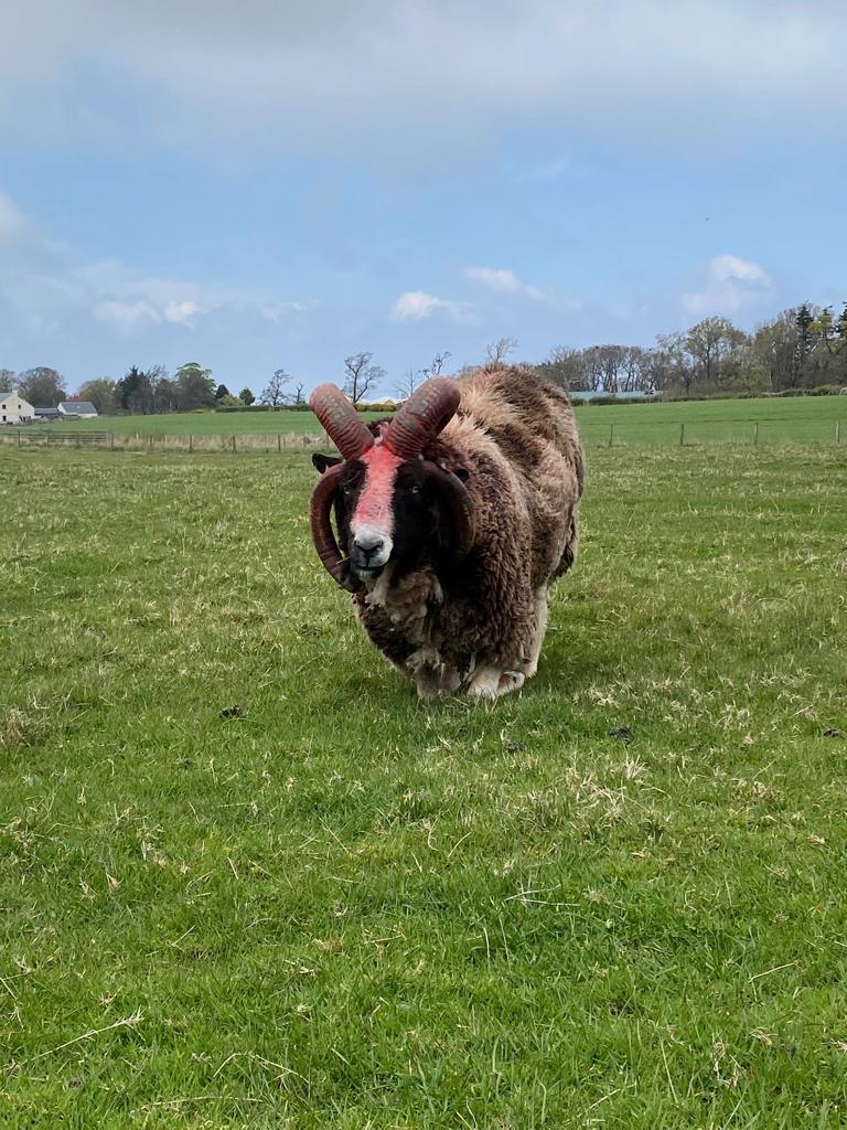 Jacob Sheep