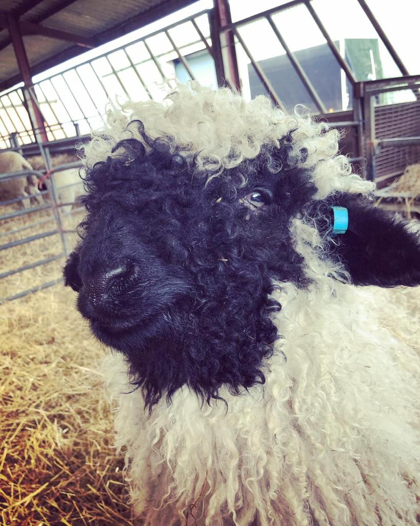 Valais Sheep